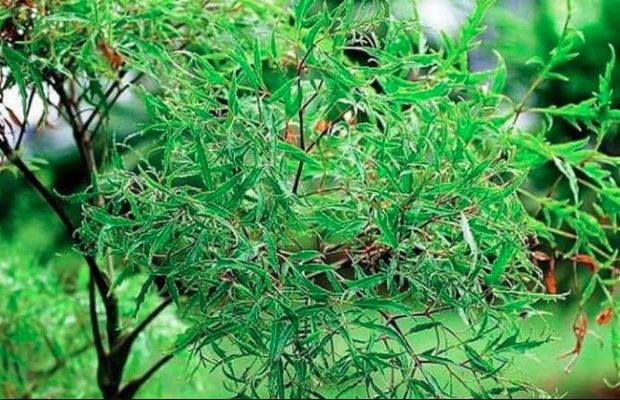 Lá đinh lăng tươi ở Quận 7