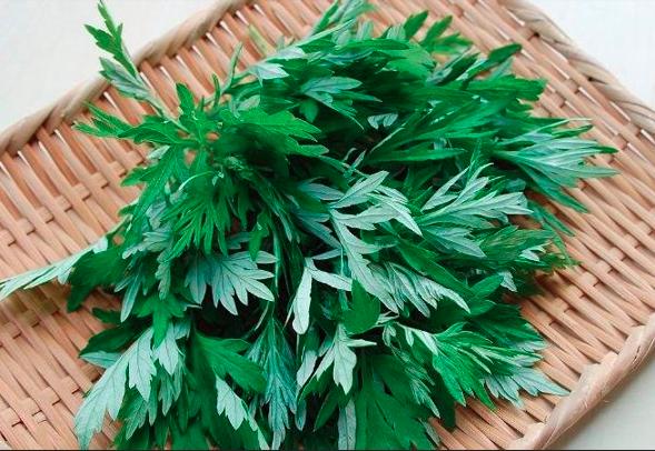 Địa chỉ mua lá ngải cứu tươi ở quận 7
