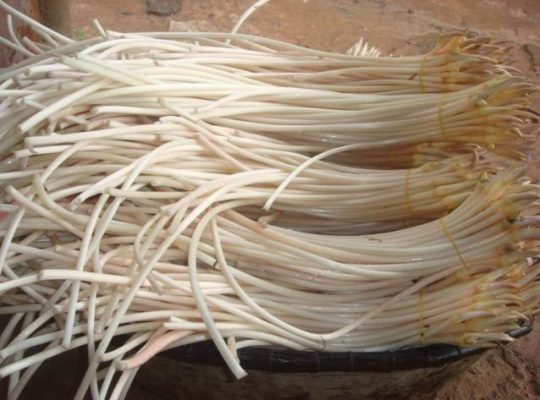 Địa chỉ mua ngó sen tươi Quận 7 ngon uy tín