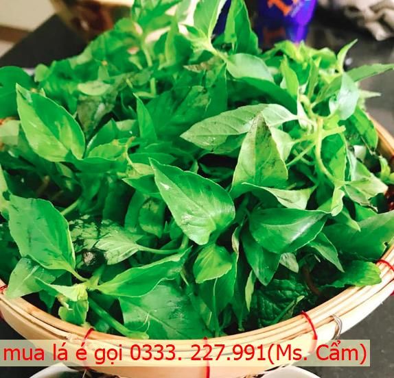 đặt mua lá é quận 7