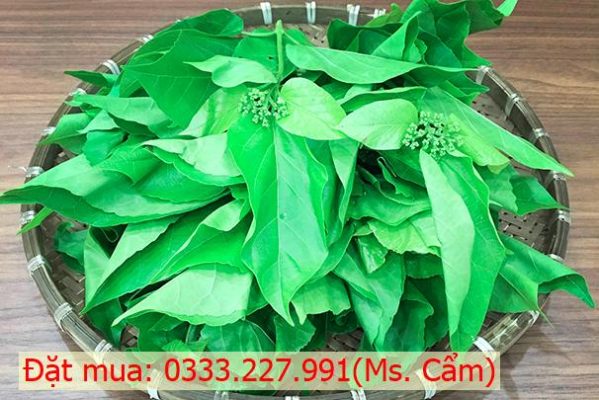 Địa chỉ mua lá cách tại quận 7 TP.HCM