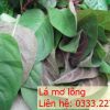 lá mơ lông tím