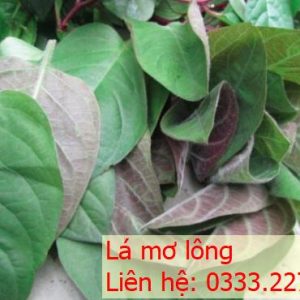 lá mơ lông tím
