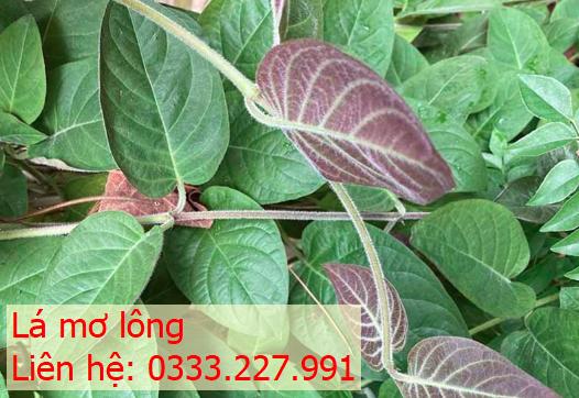 lá mơ tươi tại Quận 7 TP.HCM